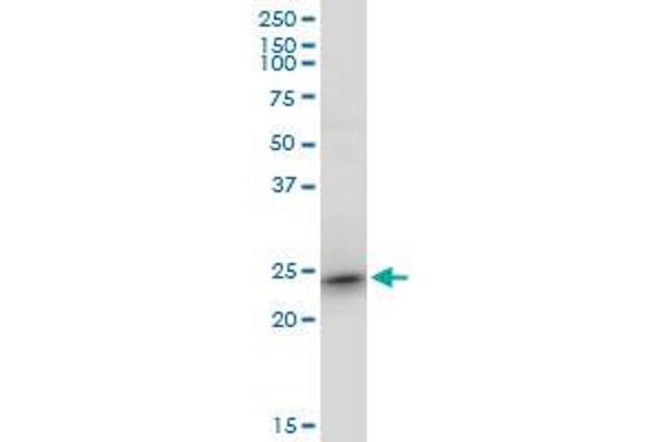 RRAS2 antibody  (AA 1-204)