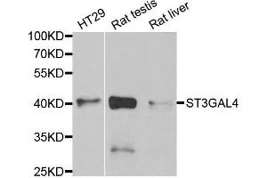 Western Blotting (WB) image for anti-ST3 beta-Galactoside alpha-2,3-Sialyltransferase 4 (ST3GAL4) antibody (ABIN1980325) (ST3GAL4 antibody)