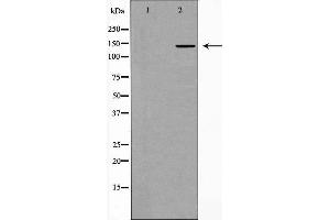 Western blot analysis of Collagen II expression in 3T3 cells. (COL2A1 antibody  (N-Term))