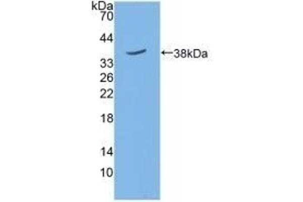 SIRT6 antibody  (AA 1-334)