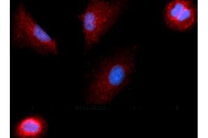 Immunofluorescence (IF) image for anti-Colony Stimulating Factor 1 (Macrophage) (CSF1) (AA 33-190) antibody (APC) (ABIN5568658) (M-CSF/CSF1 antibody  (AA 33-190) (APC))