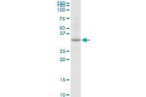 DECR2 MaxPab polyclonal antibody. (DECR2 antibody  (AA 1-292))