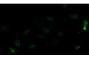 Anti-LGR5 mouse monoclonal antibody (ABIN2454609) immunofluorescent staining of COS7 cells transiently transfected by pCMV6-ENTRY LGR5 (RC212825). (LGR5 antibody  (AA 250-550))