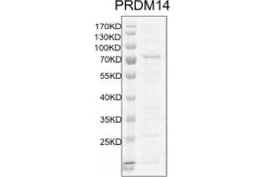 Western Blotting (WB) image for PR Domain Containing 14 (PRDM14) protein (DYKDDDDK Tag) (ABIN2669662)