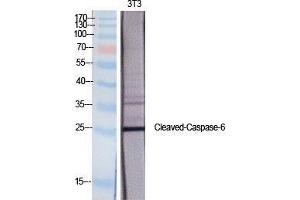 Western Blotting (WB) image for anti-Caspase 6 p18 (Asp162), (cleaved) antibody (ABIN3181763) (Caspase 6 p18 (Asp162), (cleaved) antibody)