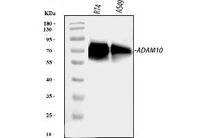 Western blot analysis of ADAM10 using anti-ADAM10 antibody (ABIN7600656).