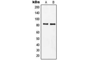 Western blot analysis of MZF1 expression in Raji (A), HeLa (B) whole cell lysates. (MZF1 antibody  (N-Term))