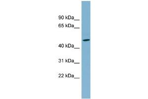 WB Suggested Anti-SLC25A24 Antibody Titration:  0. (SLC25A24 antibody  (N-Term))