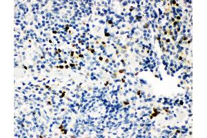 Anti-Myeloperoxidase Picoband antibody,  IHC(P): Mouse Spleen Tissue (Myeloperoxidase antibody  (AA 406-745))