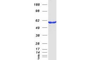 Validation with Western Blot (OXSR1 Protein (Myc-DYKDDDDK Tag))