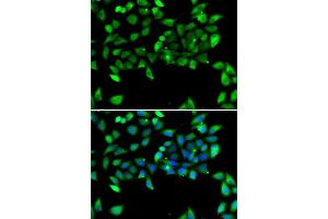 Immunofluorescence analysis of U2OS cells using EIF3H antibody. (EIF3H antibody  (AA 80-340))