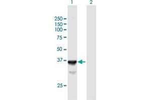 Western Blot analysis of SLC25A3 expression in transfected 293T cell line by SLC25A3 MaxPab polyclonal antibody. (SLC25A3 antibody  (AA 1-361))