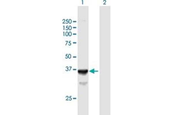 SLC25A3 Antikörper  (AA 1-361)
