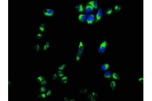 Immunofluorescence staining of Hela cells with ABIN7149348 at 1:133, counter-stained with DAPI. (CPEB4 antibody  (AA 244-515))