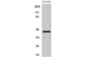 Western Blotting (WB) image for anti-Jun Proto-Oncogene (JUN) (Ser649) antibody (ABIN3183300) (C-JUN antibody  (Ser649))