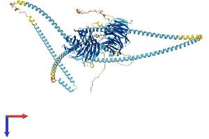 WD Repeat Domain 65 (WDR65) (AA 1-1250) protein (His tag)