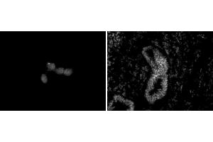 Chd5 antibody (mAb) (Clone 5A10) tested by immunofluorescence. (CHD5 antibody  (C-Term))