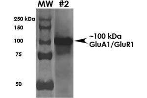 Western Blot analysis of Rat Brain Membrane showing detection of ~100 kDa GluA1-GluR1 protein using Mouse Anti-GluA1-GluR1 Monoclonal Antibody, Clone S355-1 . (Glutamate Receptor 1 antibody  (AA 1-389) (HRP))