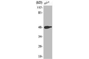 Western Blot analysis of HeLa cells using Phospho-AP-1 (T239) Polyclonal Antibody (C-JUN antibody  (pThr239))