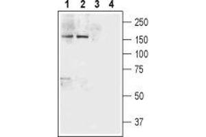 Western blot analysis of rat brain (lanes 1 and 3) and mouse brain (lanes 2 and 4) lysates: - 1,2. (Neurexin 1 antibody  (Extracellular, N-Term))