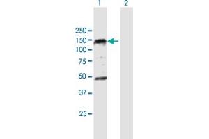 Western Blot analysis of PHC1 expression in transfected 293T cell line by PHC1 MaxPab polyclonal antibody. (PHC1 antibody  (AA 1-957))