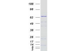 Validation with Western Blot (RPN1 Protein (Myc-DYKDDDDK Tag))