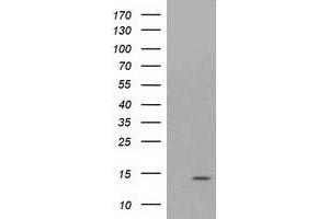 HEK293T cells were transfected with the pCMV6-ENTRY control (Left lane) or pCMV6-ENTRY ATP6V1F (Right lane) cDNA for 48 hrs and lysed. (ATP6V1F antibody)