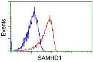 Image no. 3 for anti-SAM Domain and HD Domain 1 (SAMHD1) antibody (ABIN1500801) (SAMHD1 antibody)