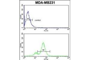 AHSA1 Antibody (N-term) (ABIN389425 and ABIN2839507) flow cytometric analysis of MDA-M cells (bottom histogram) compared to a negative control cell (top histogram). (AHSA1 antibody  (N-Term))