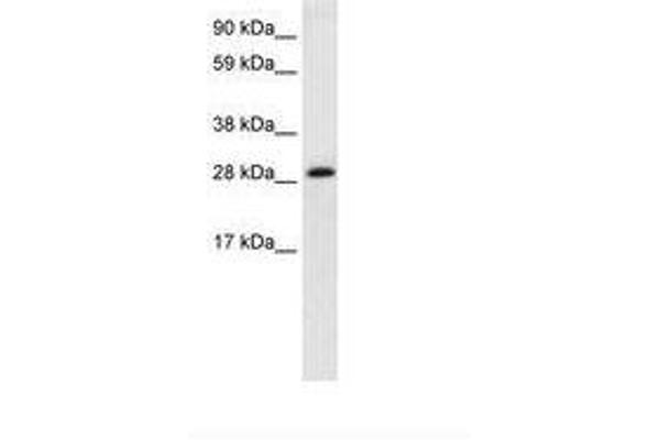 Activator of Basal Transcription 1 antibody  (AA 174-223)