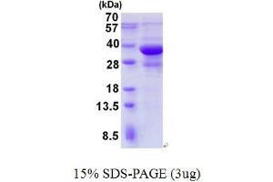 Image no. 1 for SH3-Domain GRB2-Like Endophilin B1 (SH3GLB1) protein (His tag) (ABIN1098454) (SH3GLB1 Protein (His tag))