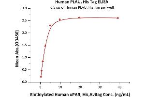 Immobilized Human PLAU, His Tag (ABIN2181654,ABIN2181653) at 5 μg/mL (100 μL/well) can bind Biotinylated Human uPAR, His,Avitag with a linear range of 0. (PLAU Protein (AA 21-431) (His tag))