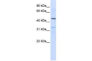 Western Blotting (WB) image for anti-Interleukin 28 Receptor, alpha (Interferon, lambda Receptor) (IL28RA) antibody (ABIN2459163) (IL28RA antibody)