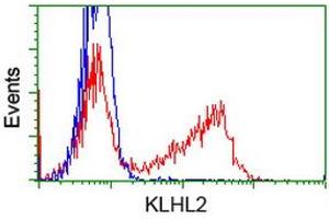 HEK293T cells transfected with either RC205347 overexpress plasmid (Red) or empty vector control plasmid (Blue) were immunostained by anti-KLHL2 antibody (ABIN2453211), and then analyzed by flow cytometry. (KLHL2 antibody  (AA 1-100, AA 494-593))