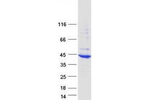 Validation with Western Blot (AGPHD1 Protein (Transcript Variant 1) (Myc-DYKDDDDK Tag))