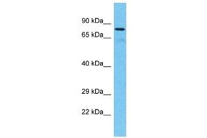 Western Blotting (WB) image for anti-Tetratricopeptide Repeat Domain 30A (TTC30A) (C-Term) antibody (ABIN2774584) (TTC30A antibody  (C-Term))