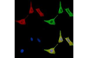 ABIN7096582 and ABIN7100646 staining HepG2 cells by IF/ICC.