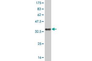 Western Blot detection against Immunogen (31. (IL-8 antibody  (AA 21-99))