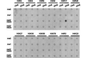Dot-blot analysis of all sorts of methylation peptides using H3R17me2a antibody. (Histone 3 antibody  (H3R17me2a))