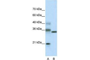 Western Blotting (WB) image for anti-Hairy and Enhancer of Split 4 (HES4) antibody (ABIN2461262) (HES4 antibody)