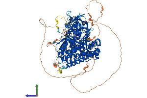 AlphaFold protein structure predicition of Human Recombinant FARP1 Protein, UniprotID Q9Y4F1