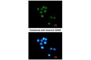 ICC/IF Image Immunofluorescence analysis of methanol-fixed HepG2, using TULP3, antibody at 1:200 dilution. (TULP3 antibody)