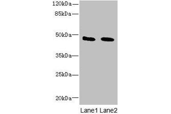 IGSF11 anticorps  (AA 23-241)