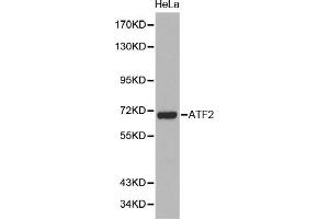 Western Blotting (WB) image for anti-Activating Transcription Factor 2 (ATF2) (AA 1-190) antibody (ABIN3023064) (ATF2 antibody  (AA 1-190))