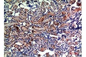 Immunohistochemistry (IHC) analysis of paraffin-embedded Rat Kidney, antibody was diluted at 1:200. (ENPEP antibody  (Internal Region))