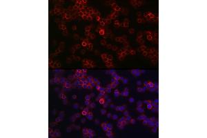 Immunofluorescence (IF) image for anti-Protein tyrosine Phosphatase, Receptor Type, C (PTPRC) (AA 890-990) antibody (ABIN3022954)