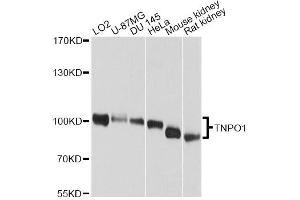 Western blot analysis of extracts of various cell lines, using TNPO1 antibody. (Transportin 1 antibody)