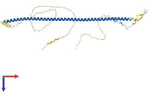 AlphaFold protein structure predicition of Mouse Recombinant Ccdc34 Protein, UniprotID Q3UI66 (CCDC34 Protein (AA 1-367) (His tag))