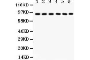 Anti- Oct-1 Picoband antibody, Western blotting All lanes: Anti Oct-1  at 0. (POU2F1 antibody  (AA 11-240))