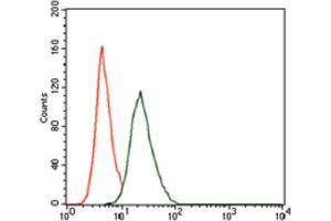 Immunohistochemical analysis of paraffin-embedded cervical cancer tissues using RUNX3 antibody with DAB staining. (RUNX3 antibody  (AA 186-252))